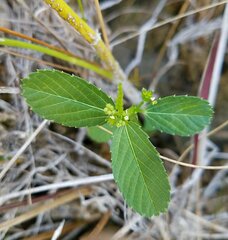 Caperonia castaneifolia