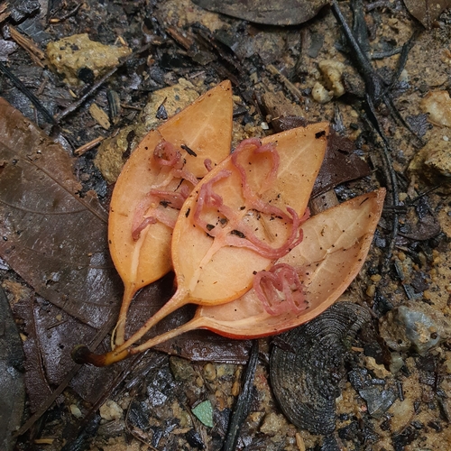 Adenia macrophylla