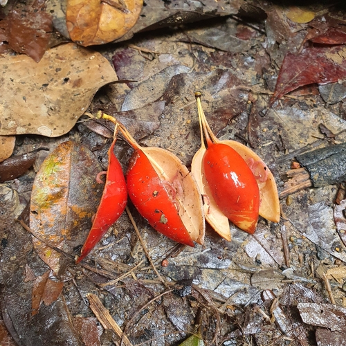 Adenia macrophylla
