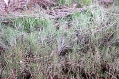 Sporobolus virginicus