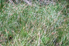 Fimbristylis ferruginea