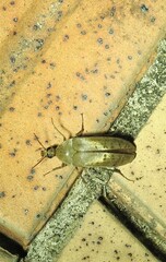 Ripiphoridae