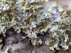 Tuckermanopsis americana
