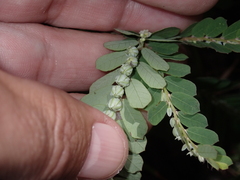 Phyllanthus leucanthus