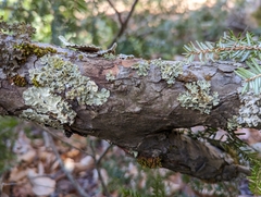 Tuckermanopsis americana