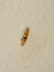 Bucculatrix coronatella