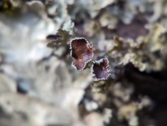Tuckermanopsis americana