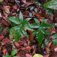 Tectaria barberi