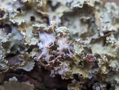 Tuckermanopsis americana