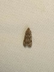 Anacampsis conclusella