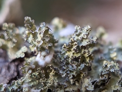 Tuckermanopsis americana