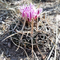 Echinofossulocactus crispatus