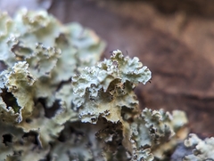 Tuckermanopsis americana