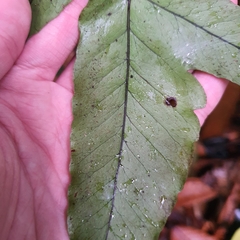Tectaria barberi