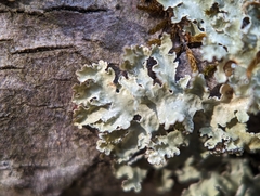 Tuckermanopsis americana