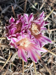 Echinofossulocactus crispatus