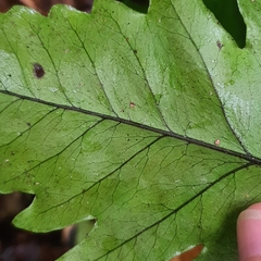 Tectaria barberi