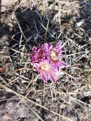 Echinofossulocactus crispatus