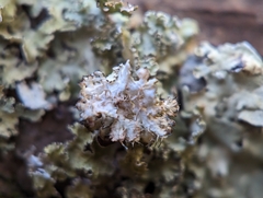 Tuckermanopsis americana