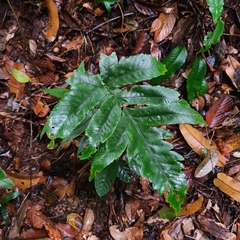 Tectaria barberi