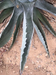 Agave