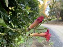 Amphilophium
