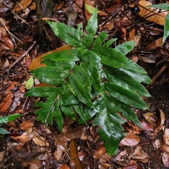 Tectaria barberi