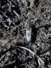 Diptera