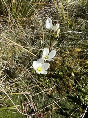 Gentianella bellidifolia