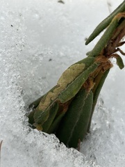 Phyllonorycter ledella