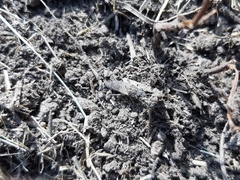 Diptera