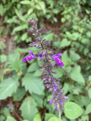 Salvia carnea