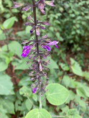 Salvia carnea