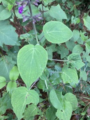 Salvia carnea