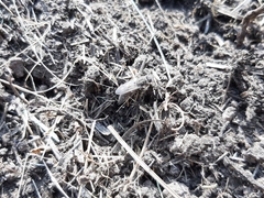 Diptera