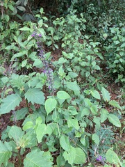 Salvia carnea