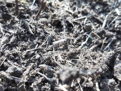 Diptera
