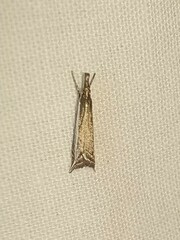 Raphiptera argillaceellus