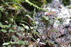 Spiranthes sinensis