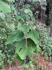 Urera caracasana