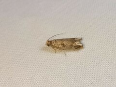 Epiblema abruptana