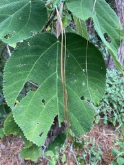 Urera caracasana
