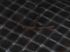 Eumastacoidea