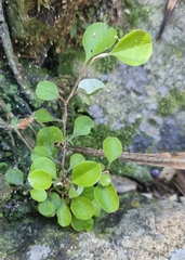 Helichrysum lanceolatum