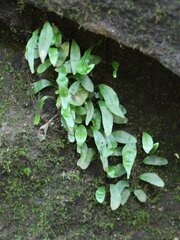 Microsorum scandens