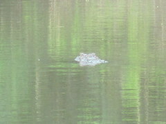 Crocodylus palustris