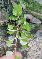 Helichrysum lanceolatum