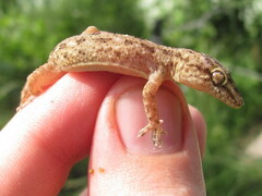 Hemidactylus kushmorensis