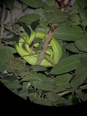 Bothriechis lateralis