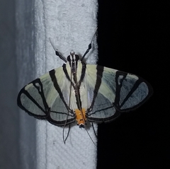 Conchylodes nolckenialis